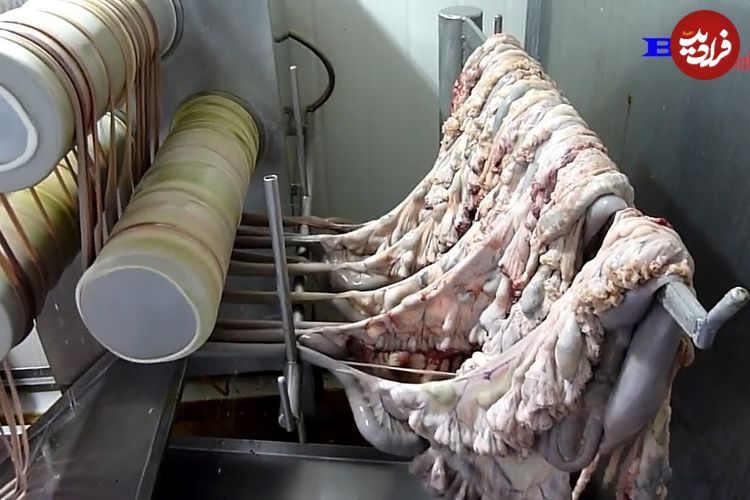 (ویدئو) فرآیند تولید سوسیس و کالباس در کارخانه های معروف