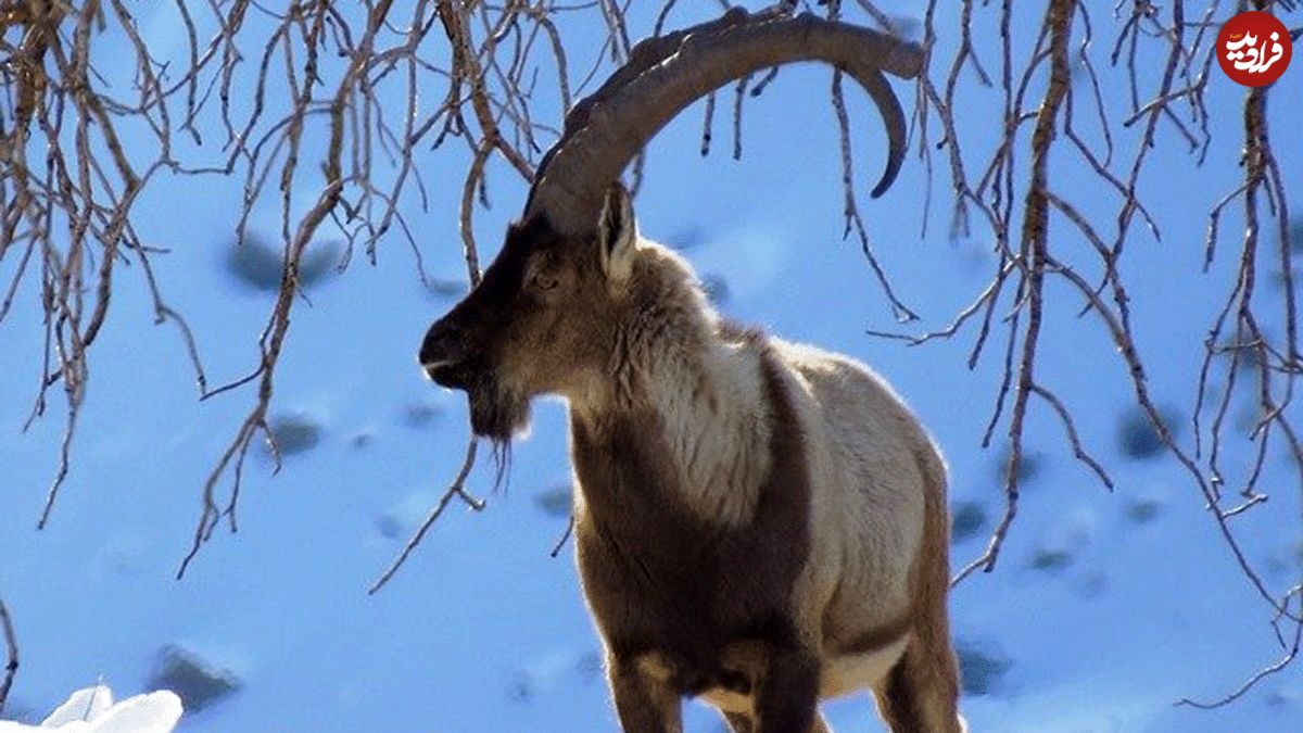 (ویدئو) تصاویری از گله «کل و بز» در ارتفاعات برفی گلستان