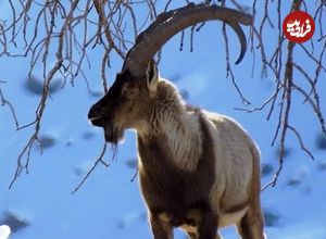 (ویدئو) تصاویری از گله «کل و بز» در ارتفاعات برفی گلستان