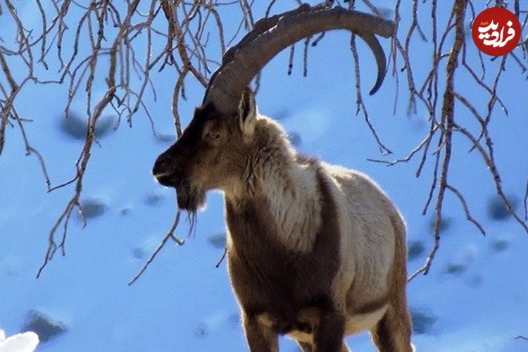 (ویدئو) تصاویری از گله «کل و بز» در ارتفاعات برفی گلستان