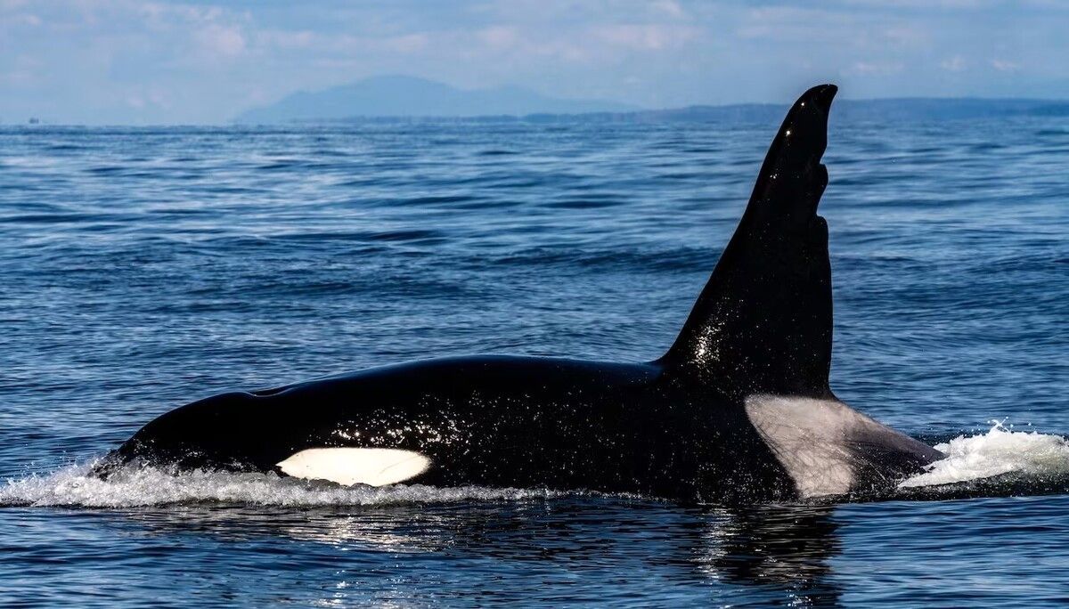 (ویدیو) تصاویر جذاب از نهنگ قاتل در آب‌های خلیج فارس