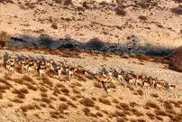 رشد دوقلوزایی در حیات وحش گلستان؛ ثمره باران و حفاظت