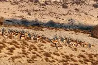 رشد دوقلوزایی در حیات وحش گلستان؛ ثمره باران و حفاظت