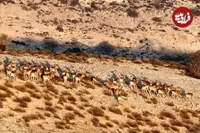 رشد دوقلوزایی در حیات وحش گلستان؛ ثمره باران و حفاظت