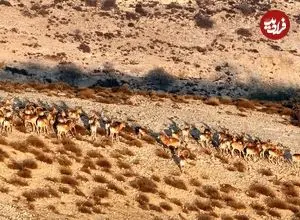 رشد دوقلوزایی در حیات وحش گلستان؛ ثمره باران و حفاظت