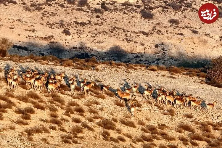 رشد دوقلوزایی در حیات وحش گلستان؛ ثمره باران و حفاظت