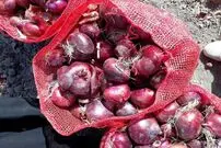تصویری عجیب از قاچاق پیاز در لباس پرتقال!