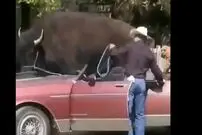 (ویدئو) جابجایی گاو غول پیکر با خودروی آمریکایی!
