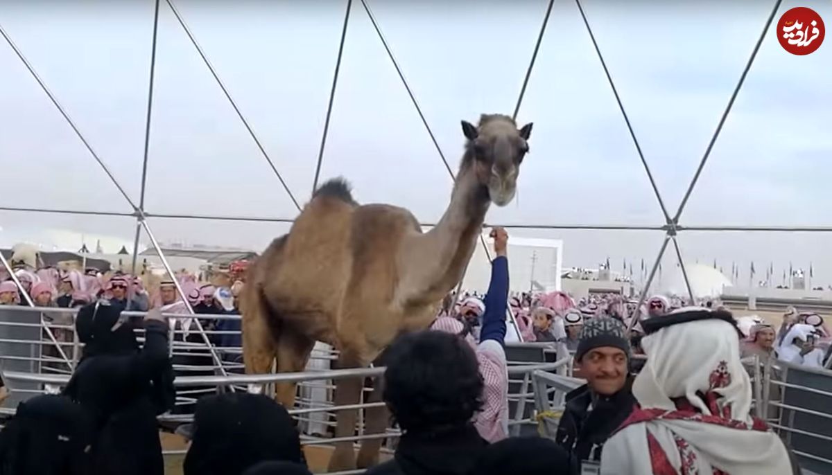 (ویدئو) رونمایی از بزرگترین شتر دنیا با 3 متر قد در عربستان!