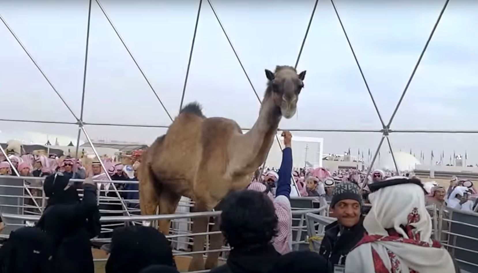 (ویدئو) رونمایی از بزرگترین شتر دنیا با 3 متر قد در عربستان!