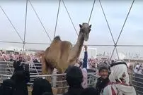 (ویدئو) رونمایی از بزرگترین شتر دنیا با 3 متر قد در عربستان!