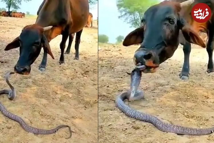 (ویدئو) وقتی گاو یک مار کبرا را لیس زد!