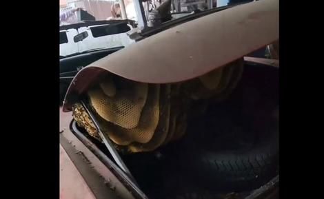 (ویدیو) کشف کندوی بزرگ عسل در صندوق ماشینی قدیمی