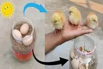 (ویدئو) نحوه ساخت دستگاه جوجه کشی با استفاده از ظرف پلاستیکی