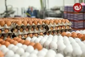 قیمت یک شانه تخم‌مرغ به ۲۴۵ هزار تومان رسید