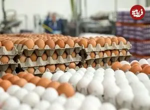 قیمت یک شانه تخم‌مرغ به ۲۴۵ هزار تومان رسید