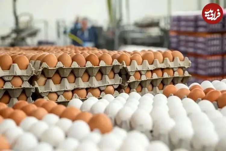 قیمت یک شانه تخم‌مرغ به ۲۴۵ هزار تومان رسید