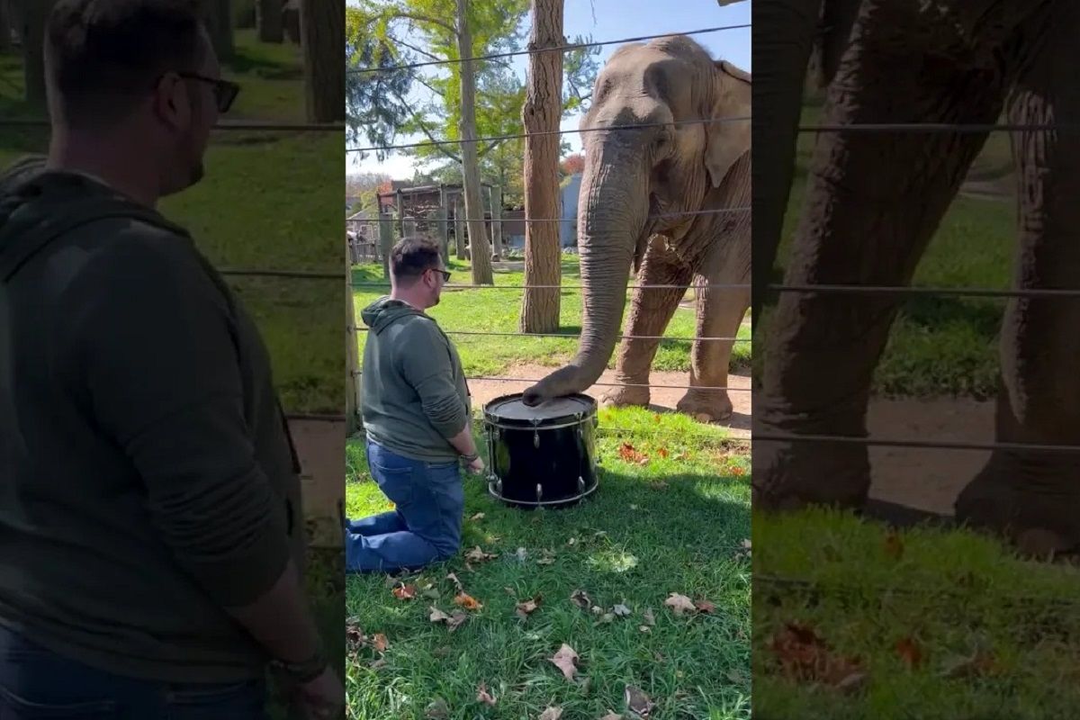 (ویدئو) علاقه عجیب و باورنکردنی این فیل به یادگیری طبل درام