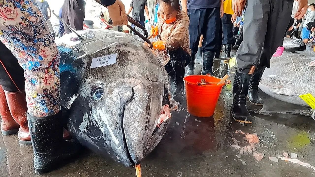 (ویدئو) برش زدن دیدنی ماهی تن غول پیکر 370 کیلوگرمی توسط استاد تایوانی