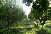 باغداران مراقب باشند؛ بهار زودرس در راه است!