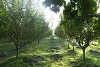 باغداران مراقب باشند؛ بهار زودرس در راه است!