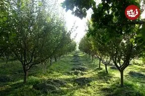 باغداران مراقب باشند؛ بهار زودرس در راه است!