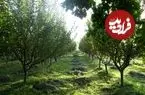باغداران مراقب باشند؛ بهار زودرس در راه است!