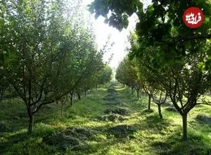 باغداران مراقب باشند؛ بهار زودرس در راه است!