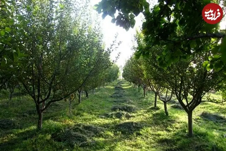 باغداران مراقب باشند؛ بهار زودرس در راه است!