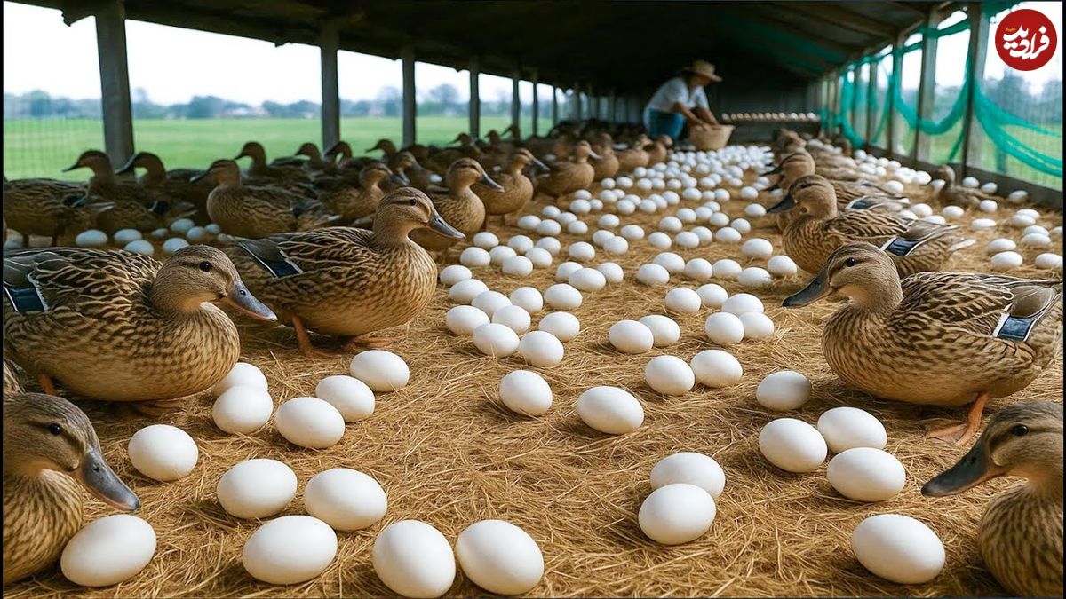ببینید؛ نحوه پرورش هزاران اردک برای تولید تخم و گوشت در مزرعه ای در چین