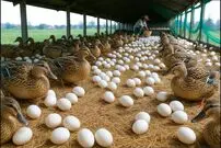 ببینید؛ نحوه پرورش هزاران اردک برای تولید تخم و گوشت در مزرعه ای در چین