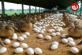 ببینید؛ نحوه پرورش هزاران اردک برای تولید تخم و گوشت در مزرعه ای در چین