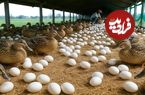 ببینید؛ نحوه پرورش هزاران اردک برای تولید تخم و گوشت در مزرعه ای در چین