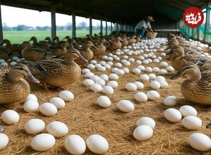 ببینید؛ نحوه پرورش هزاران اردک برای تولید تخم و گوشت در مزرعه ای در چین