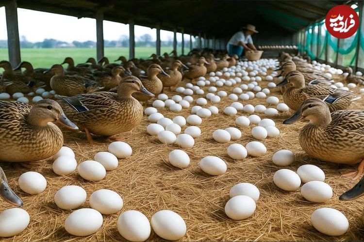 ببینید؛ نحوه پرورش هزاران اردک برای تولید تخم و گوشت در مزرعه ای در چین
