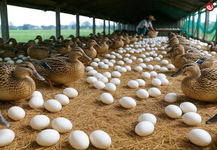 ببینید؛ نحوه پرورش هزاران اردک برای تولید تخم و گوشت در مزرعه ای در چین