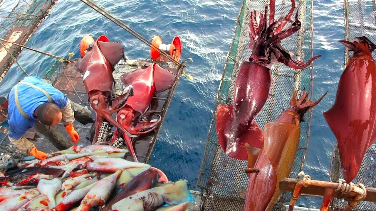 (ویدئو) فرآیند صید و برش بزرگترین ماهی مرکب های جهان توسط ماهیگیران شرق آسیایی