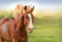 (ویدیو) رفتار سخاوتمندانه یک اسب و تقسیم غذایش با کبوترها