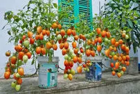 (ویدئو) یک روش ساده برای پرورش و برداشت گوجه در خانه با استفاده از پوست موز