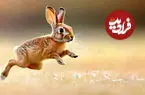 ببینید| حمله عجیب خرگوش به اسکوتر