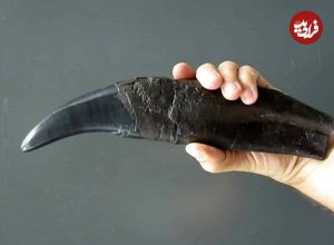 «دندان دایناسور» راز «آب و هوای زمین» در میلیون‌ها سال قبل را فاش می‌کند