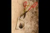 ( ویدیو) ساخت تله جالب با قیچی برای یک مار 