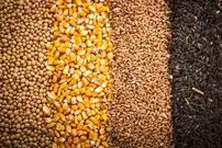 بدحسابی فروشندگان خارجی؛ بحران تازه واردکنندگان نهاده‌های دامی