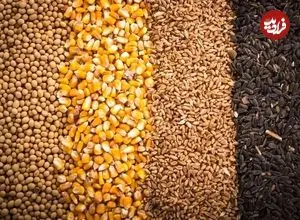 بدحسابی فروشندگان خارجی؛ بحران تازه واردکنندگان نهاده‌های دامی