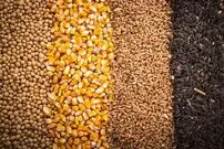 بدحسابی فروشندگان خارجی؛ بحران تازه واردکنندگان نهاده‌های دامی