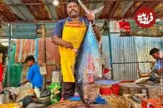 ببینید| مهارت ماهی فروش هندی در برش زدن ماهی تن 25 کیلوگرمی