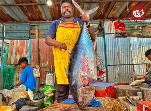 ببینید| مهارت ماهی فروش هندی در برش زدن ماهی تن 25 کیلوگرمی