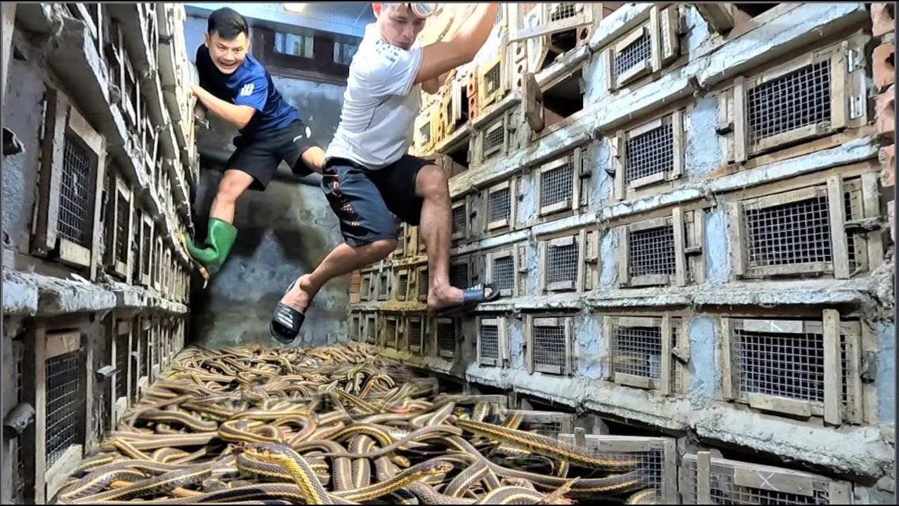 (ویدئو) شرایط سخت پرورش دهندگان برای بازگرداندن مارهای کبرای فراری به قفس
