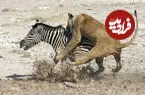 ببینید| فرار باورنکردنی گورخر از چنگال دو شیر