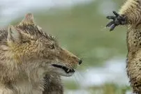 عکس؛ حیات وحش؛ صحنۀ نفس‌گیر نبرد «مارموت و روباه» که برندۀ جایزه عکاسی شد